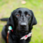 Como tirar fotos incríveis ao ar livre no teu smartphone