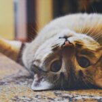 Grooming: Cuida do teu animal