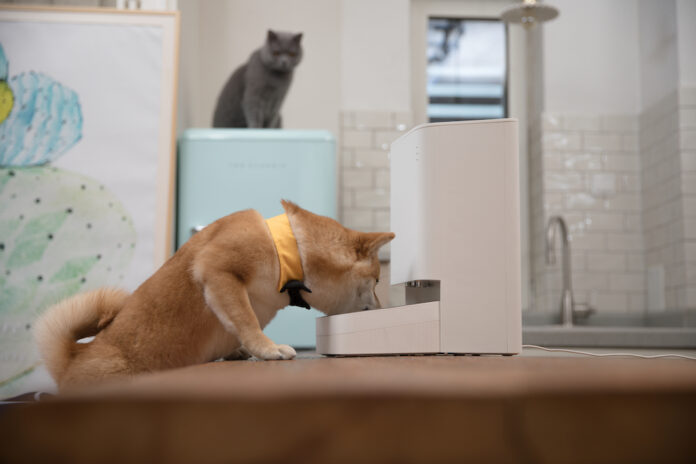 Dispensador automático para o teu animal: vale mesmo a pena?