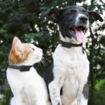 Os melhores presentes para pet lovers